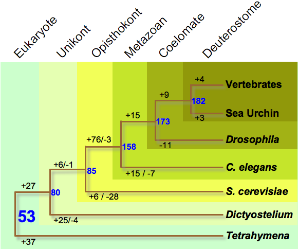 Evolutionary Tree of protein kinase subfamilies