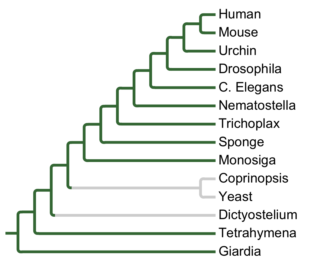 Gains and losses of Family CDKL