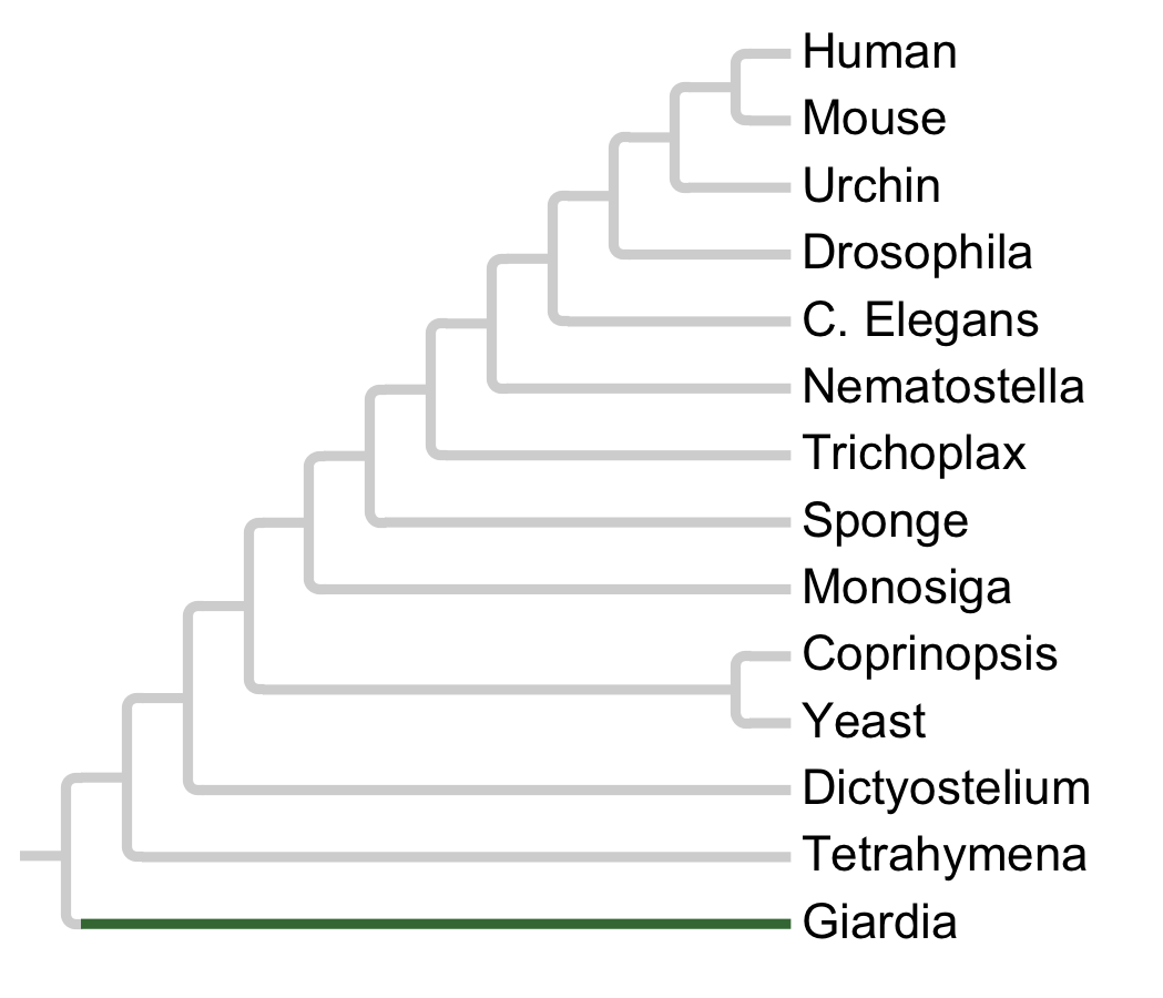 Gains and losses of Family Ciliate-A1