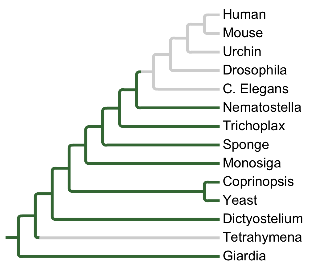 Gains and losses of Family HisK