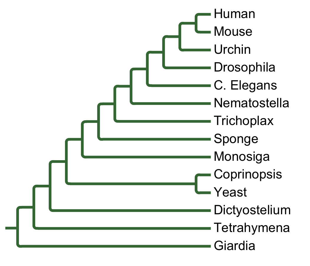 Gains and losses of Family PDK1