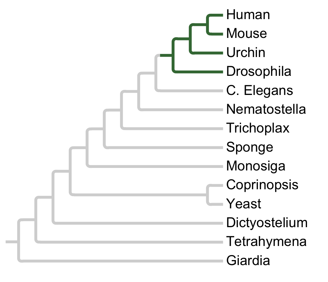 Gains and losses of Family VEGFR