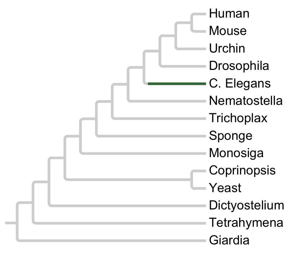 Gains and losses of Family Worm7