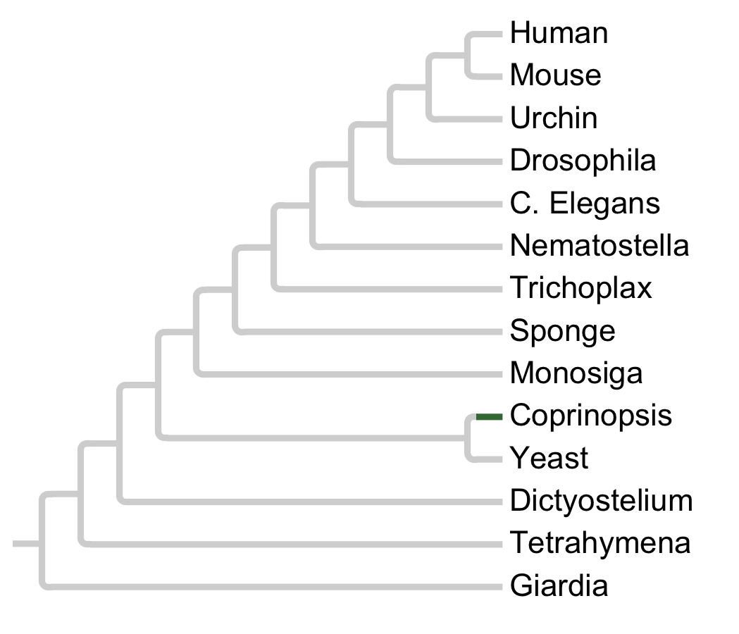 Gains and losses of Family ccin3