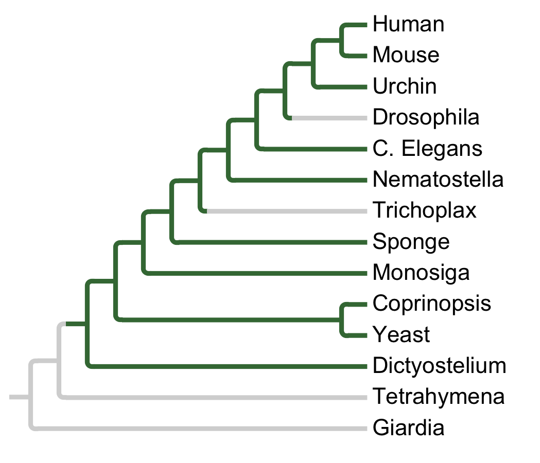 Gains and losses of Subfamily ABC1-C