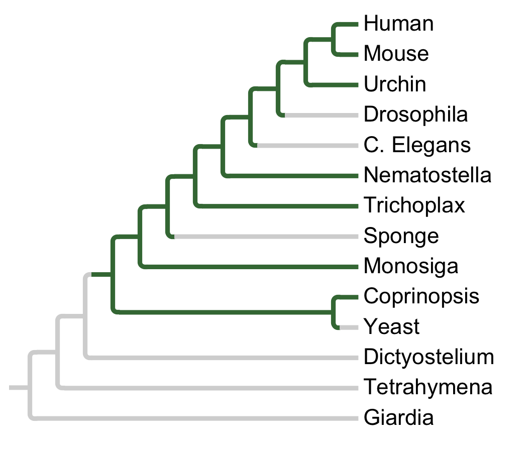 Gains and losses of Subfamily BCKDK