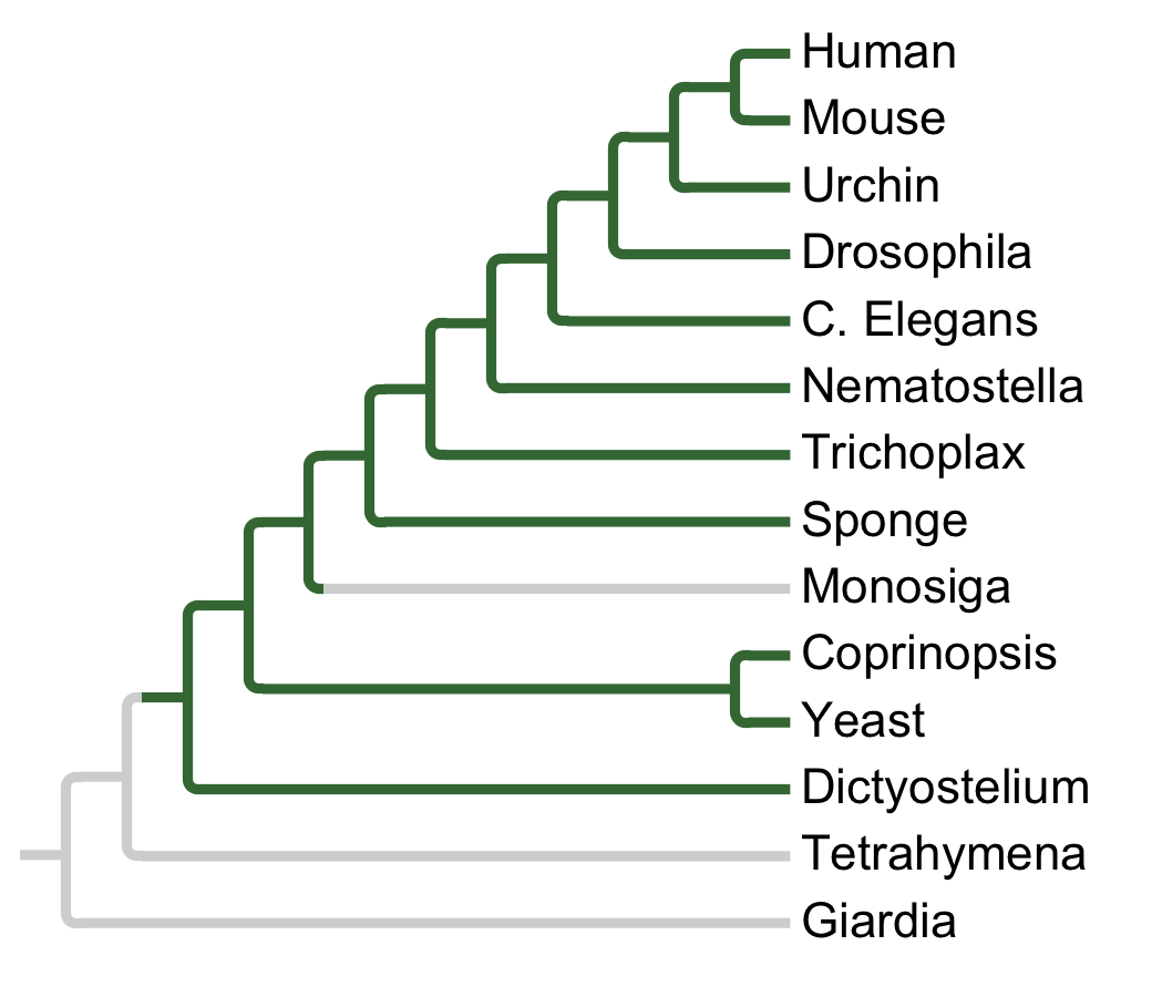 Gains and losses of Subfamily CDK7