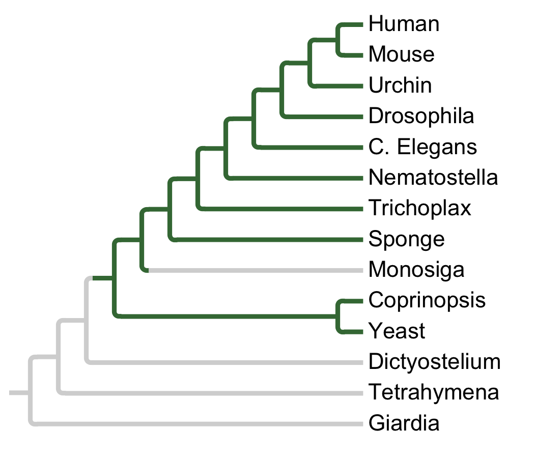 Gains and losses of Subfamily CDK9