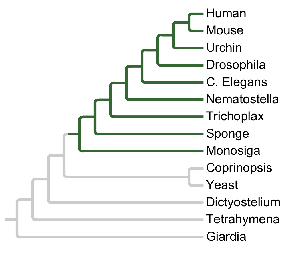 Gains and losses of Subfamily CK1-A