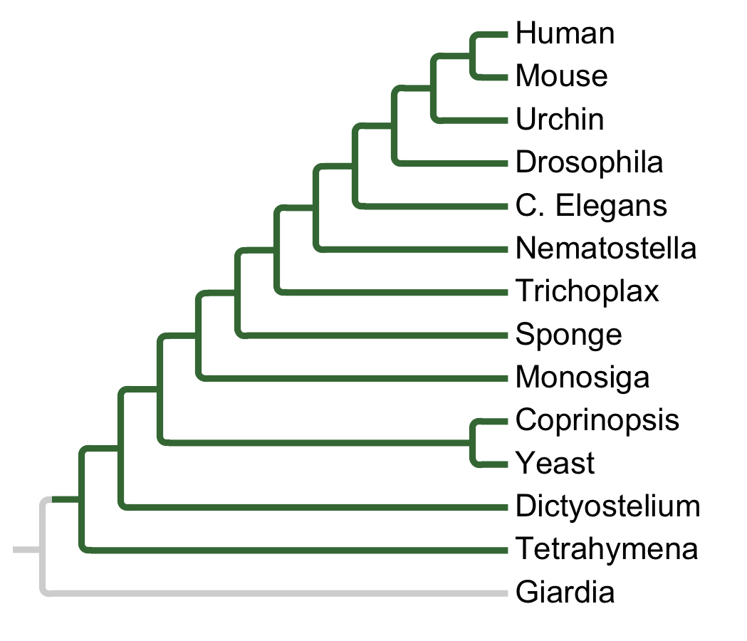 Gains and losses of Subfamily CK1-D