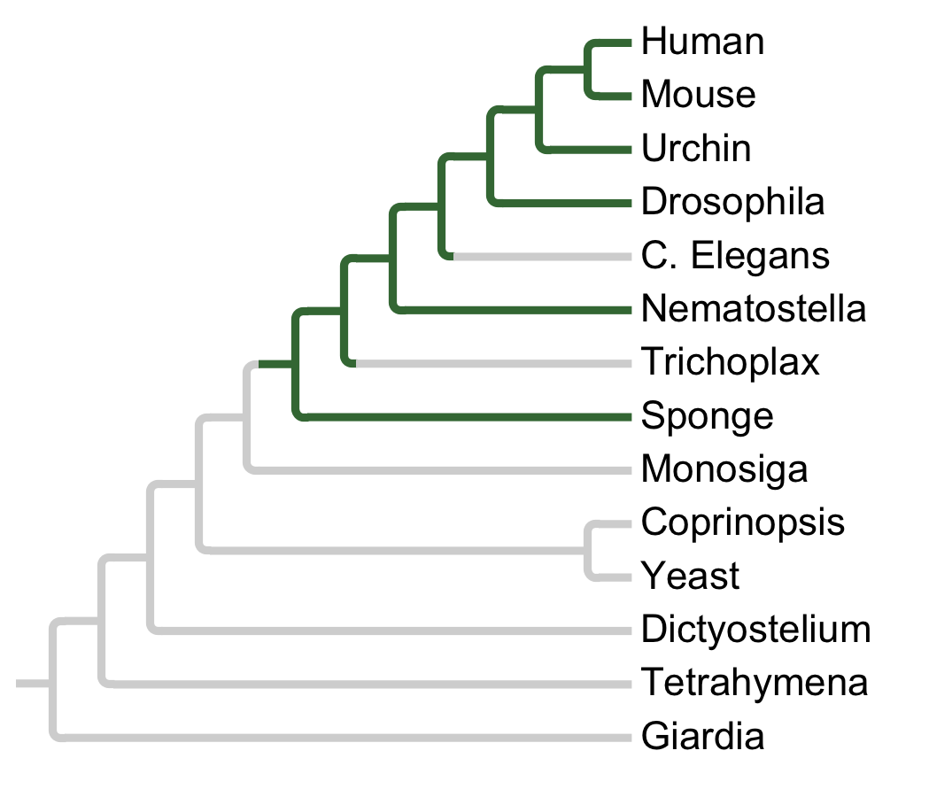 Gains and losses of Subfamily CRIK