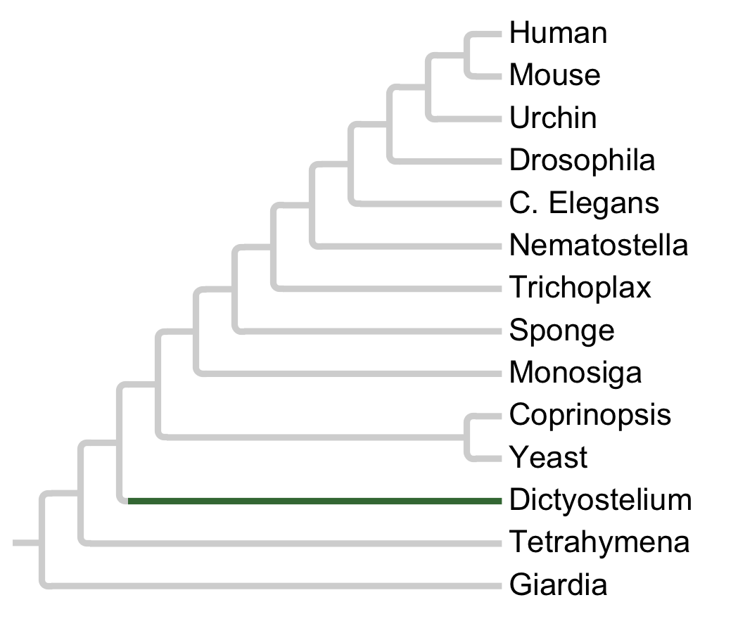 Gains and losses of Subfamily Dicty3-Unclassified