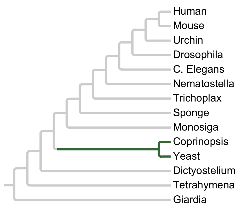 Gains and losses of Subfamily ELM