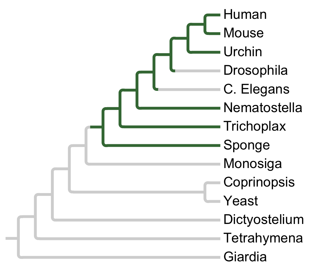 Gains and losses of Subfamily ERK5