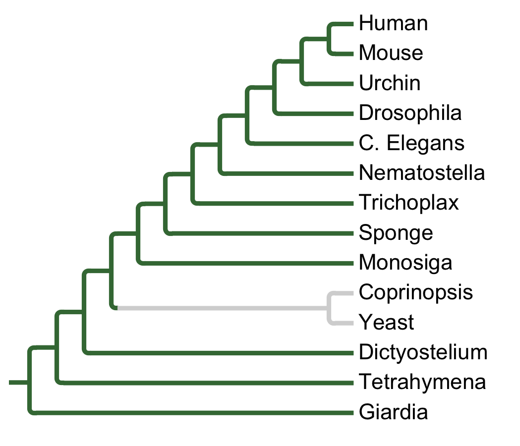 Gains and losses of Subfamily Erk7