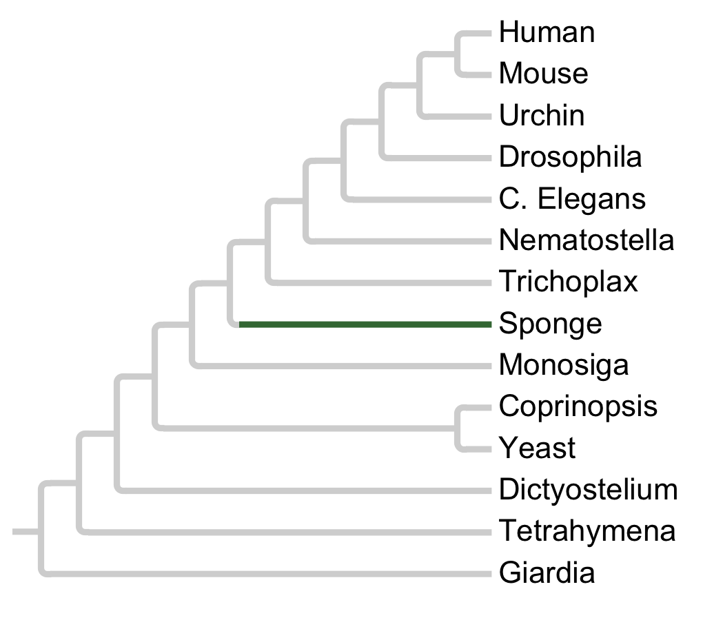 Gains and losses of Subfamily HH-a2