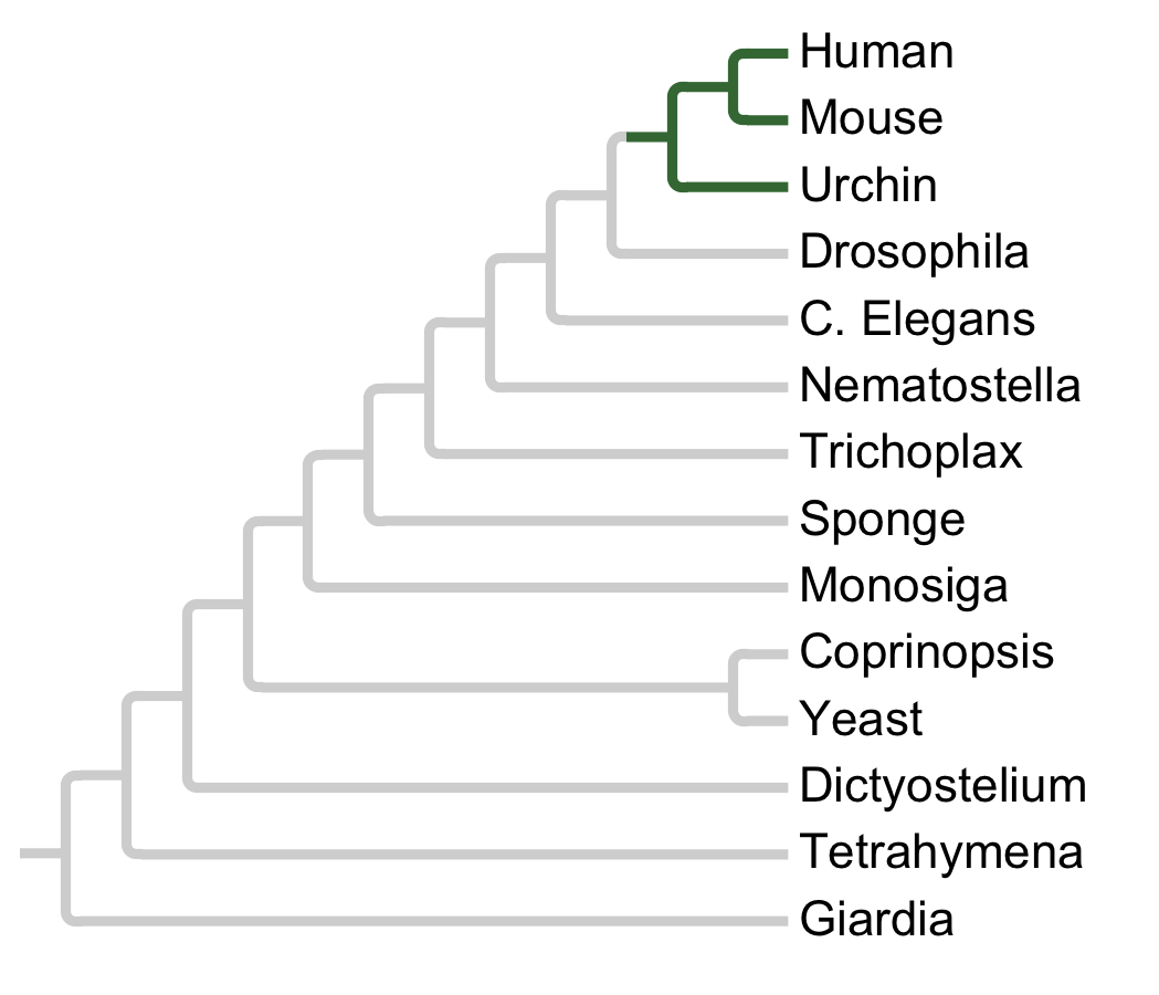 Gains and losses of Subfamily HRI