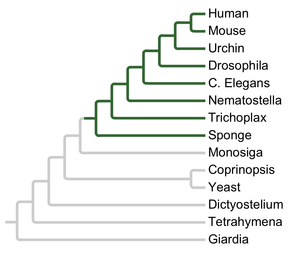 Gains and losses of Subfamily KSR