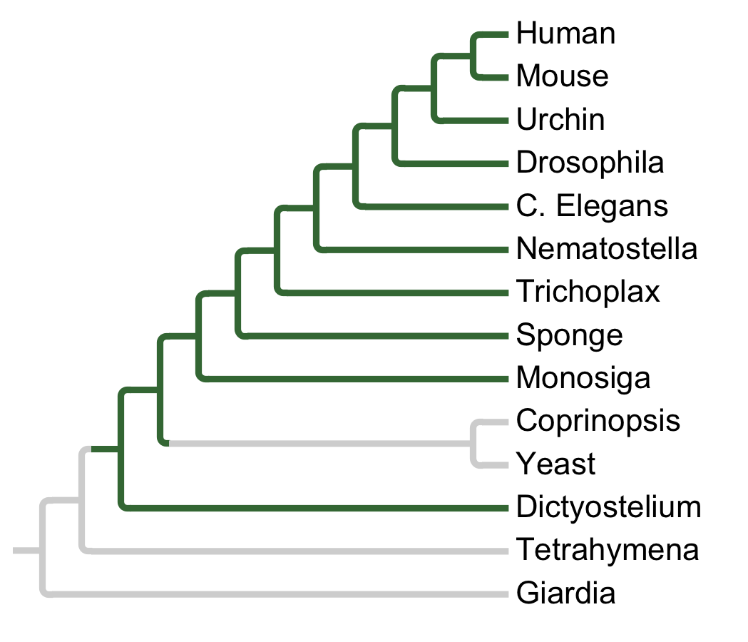 Gains and losses of Subfamily LKB