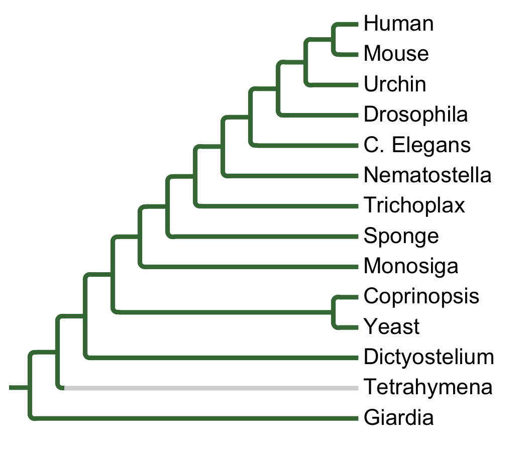 Gains and losses of Subfamily MARK