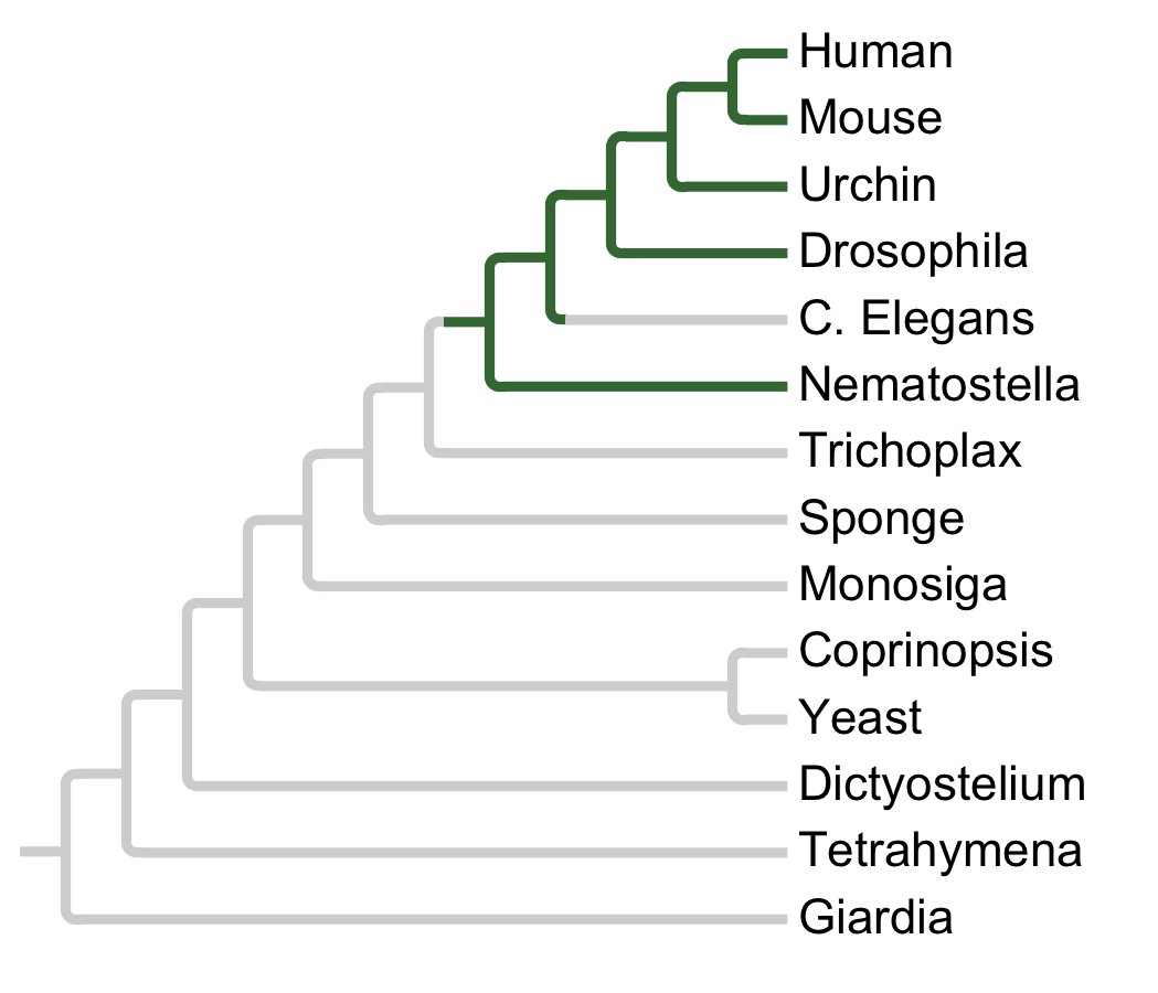 Gains and losses of Subfamily MASTL