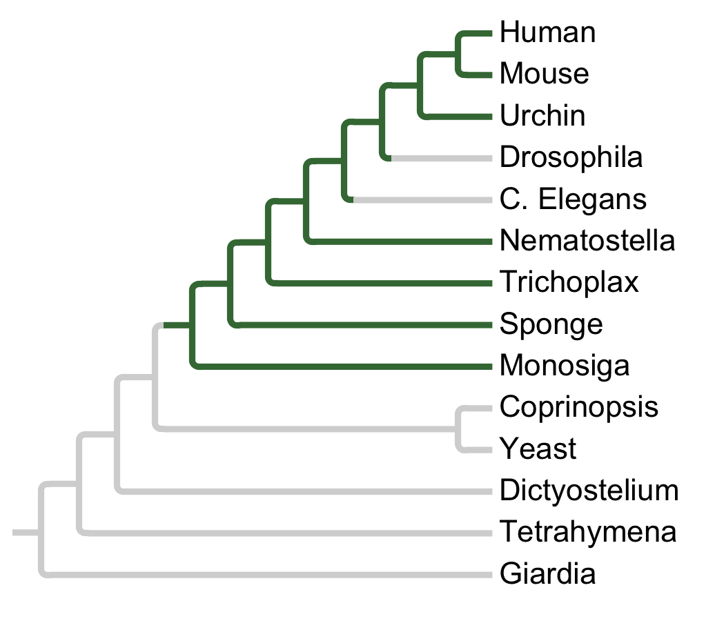 Gains and losses of Subfamily MEKK2