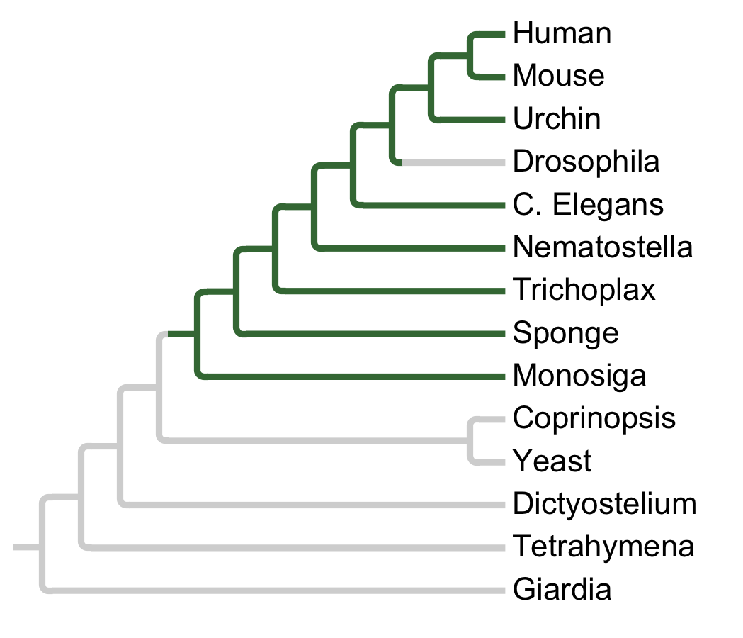 Gains and losses of Subfamily MELK