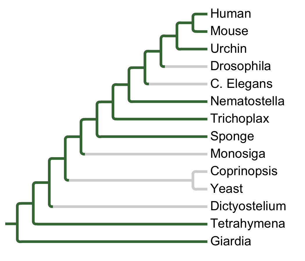 Gains and losses of Subfamily MOK