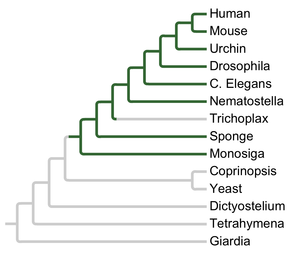 Gains and losses of Subfamily MSK