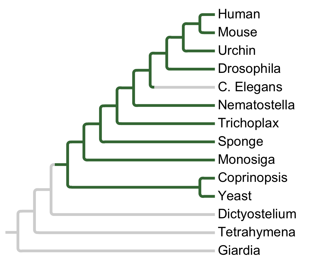 Gains and losses of Subfamily PASK