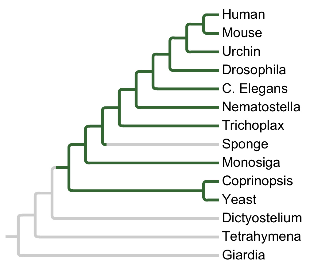 Gains and losses of Subfamily PDHK