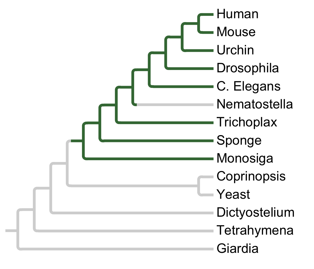 Gains and losses of Subfamily PKCd