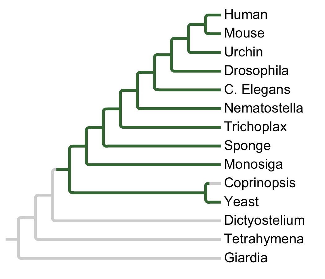 Gains and losses of Subfamily RSKp70