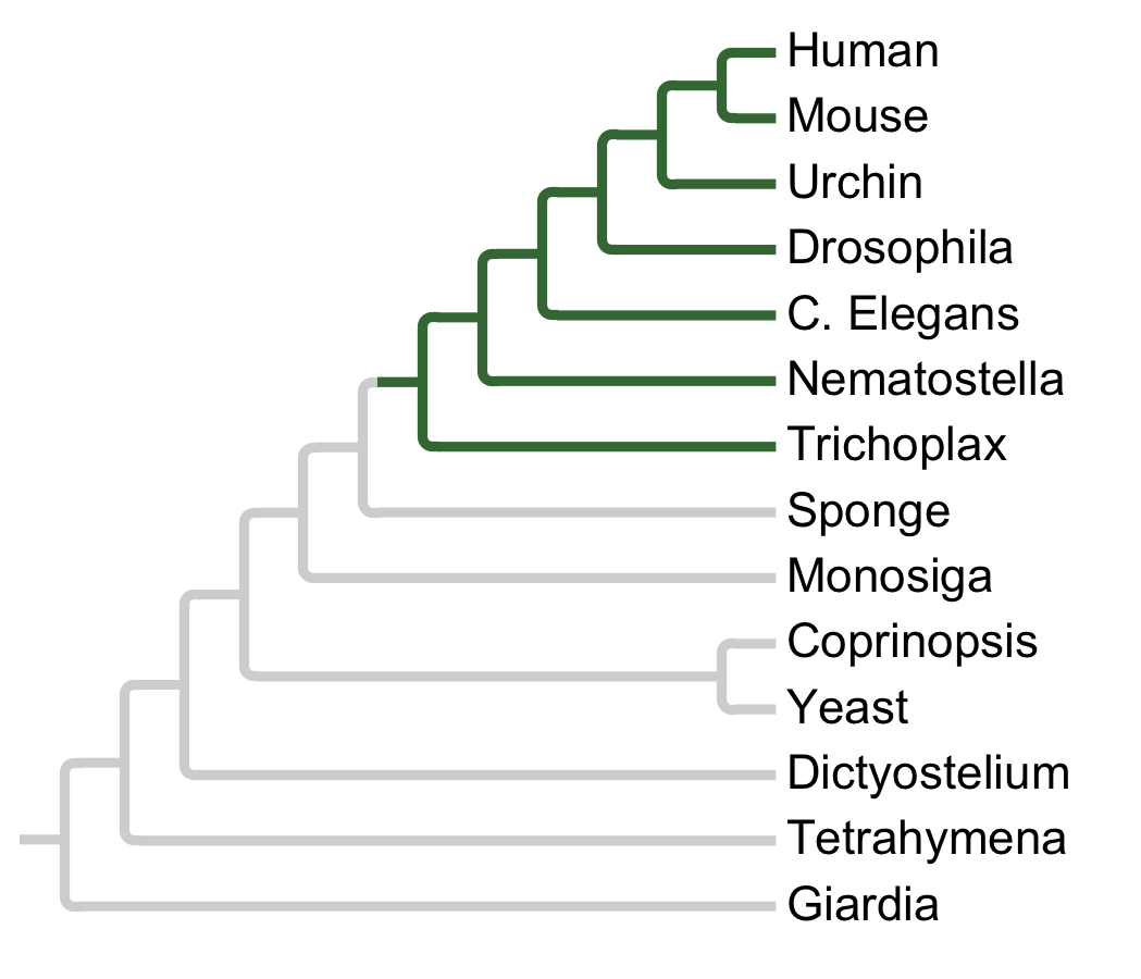 Gains and losses of Subfamily STLK