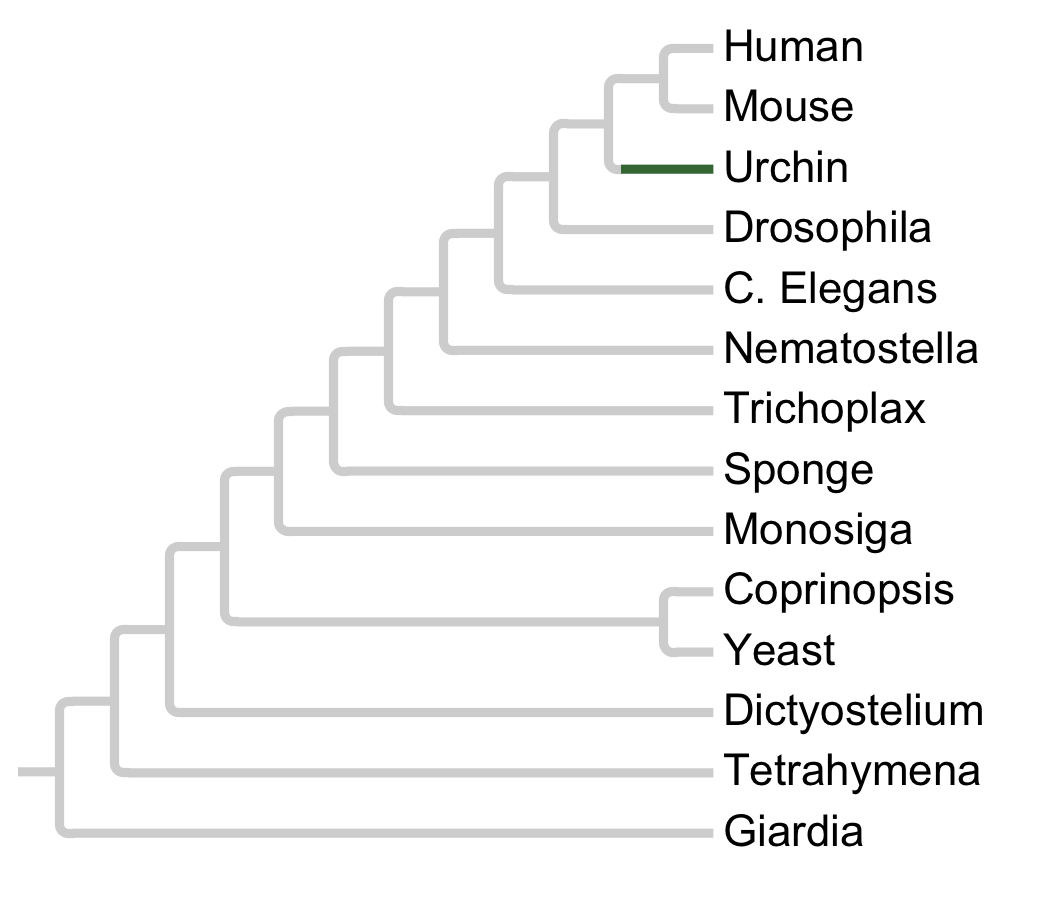 Gains and losses of Subfamily Src-Echino2