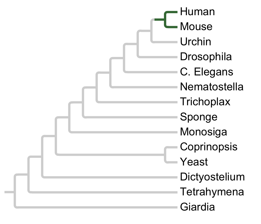 Gains and losses of Subfamily SrcA