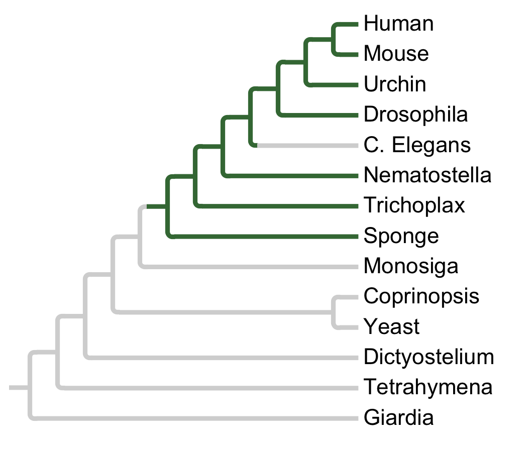 Gains and losses of Subfamily TESK