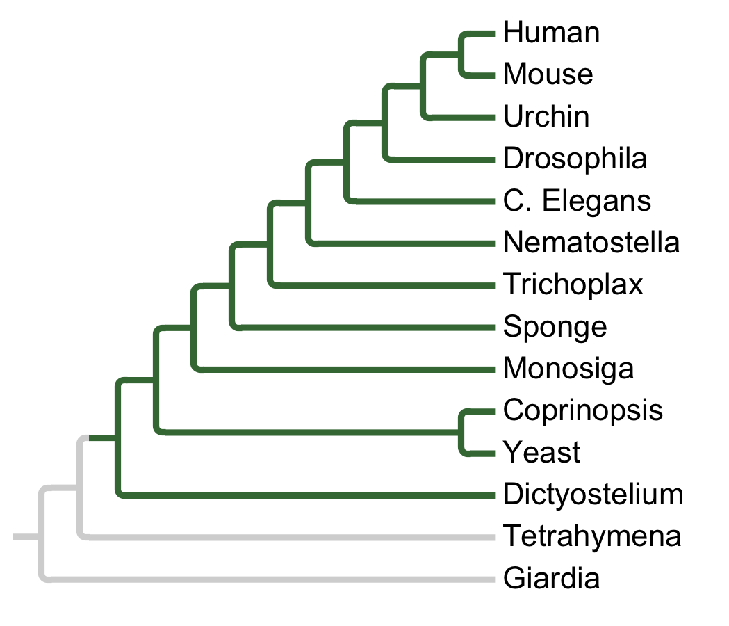 Gains and losses of Subfamily TRRAP