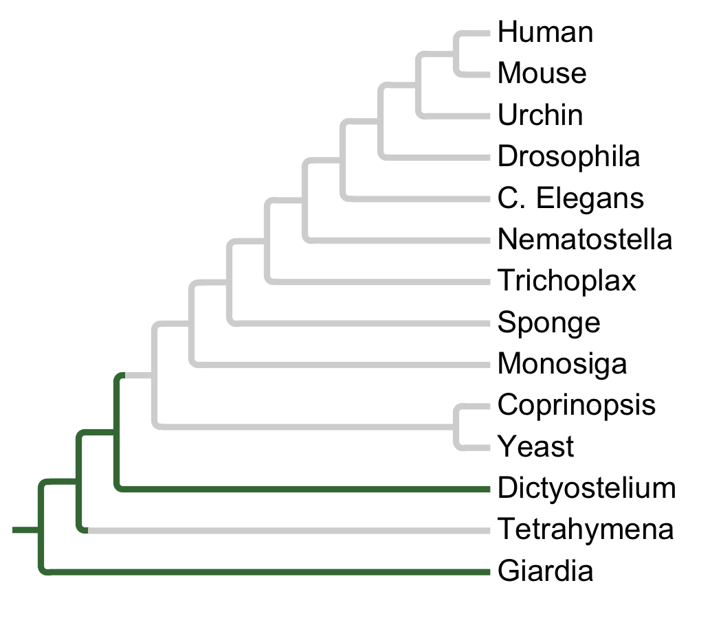 Gains and losses of Subfamily VWL