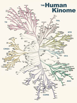 human kinome tree